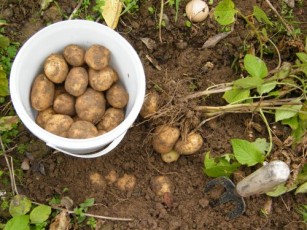 Bulvių augintojai neišsisuks nuo milžiniškų nuostolių. © silutesnaujienos.lt