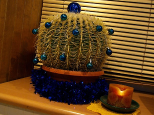 Kalėdinis avangardas: papuošėme redakcijos kaktusą.