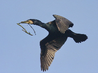 kormoranas skuba jusio