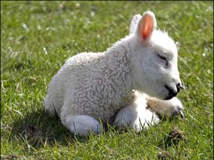 cute-little-lamb