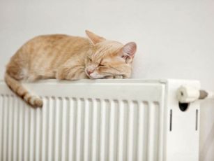 111 000008478 d40a orh100000w614 cat-on-radiator