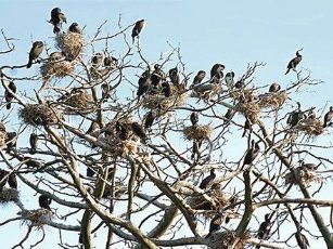 kormoranai medyje