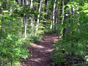 speyside-forest-path3
