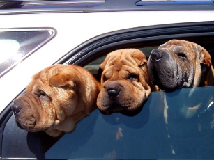 Šunys automobilyje. / flickr.com (marya) nuotr.
