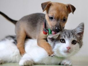 affection-animal-animal-love-animals-cat-cats-Favim.com-40393
