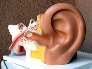 diving ear anatomy and physiology external middle and inner ear