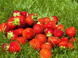 strawberries-21