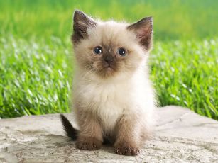 Cute-Kitten-babies-pets-and-animals-16731266-1600-1200