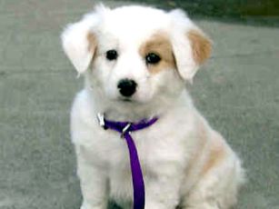 Dog-2