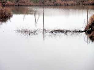 bebrai uztvanka