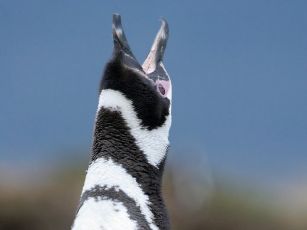 pingvinas shutter
