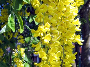 Laburnum anagyroides hanging flower cluster