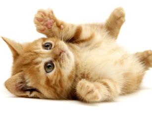 1562-cute-little-cat