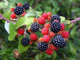 Blackberries by Hanney Road - geograph.org .uk - 1469378