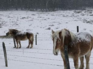 arkliai ant sniego
