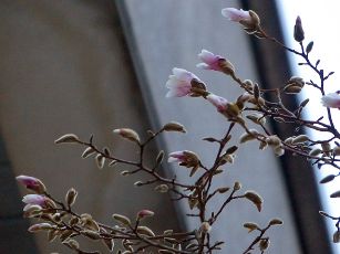 Copy of magnolijos skleidziasi
