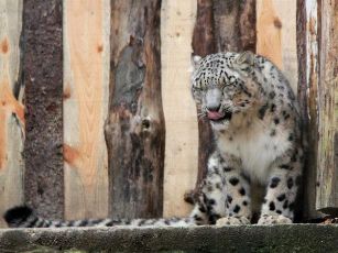 sniegine leoparde