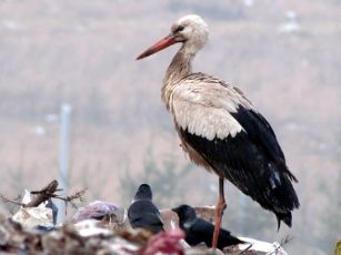 Dumpiu savartyne iemoja 3 gandrai V.Eigirdas