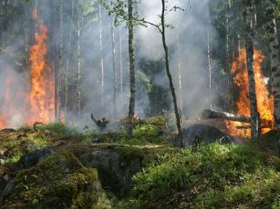 forest-fire-432870 960_720