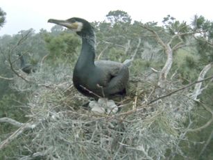 kormoranas