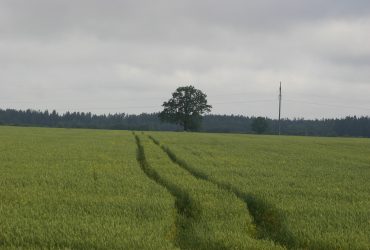 Sigito Strazdausko nuotr.